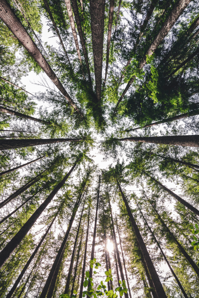 Environmental Wellness